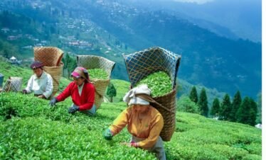 Darjeeling