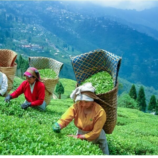 Darjeeling